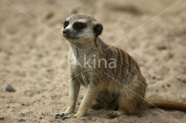 Slender-tailed meerkat (Suricata suricata)