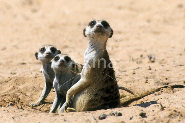 Meerkat (Suricata suricatta)