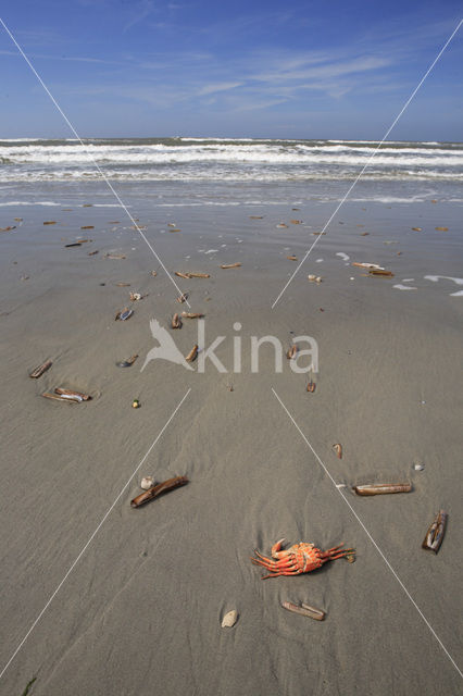 Strandkrab (Carcinus maenas)