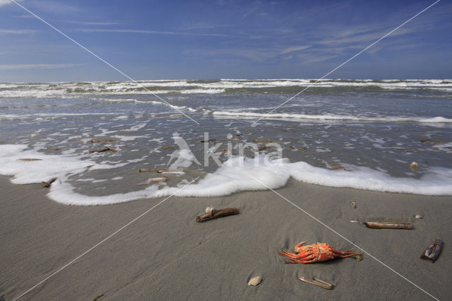 Strandkrab (Carcinus maenas)