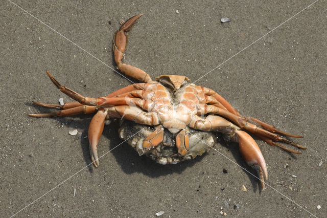 Strandkrab (Carcinus maenas)