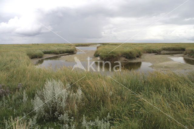 Strandkweek (Elytrigia atherica)