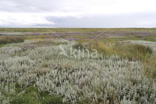 Strandkweek (Elytrigia atherica)