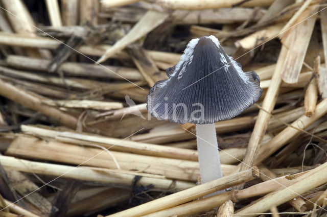 Stromesthazepootje (Coprinus macrocephalus)