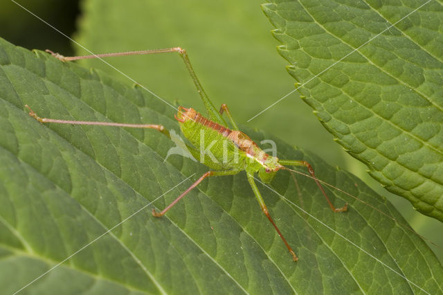 Speckled Bush-cricket (Leptophyes punctatissima)