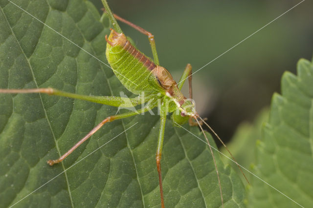 Struiksprinkhaan (Leptophyes punctatissima)