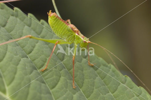 Speckled Bush-cricket (Leptophyes punctatissima)