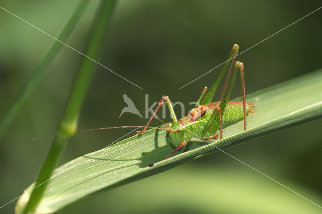 Speckled Bush-cricket (Leptophyes punctatissima)