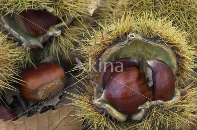 Tamme kastanje (Castanea sativa)