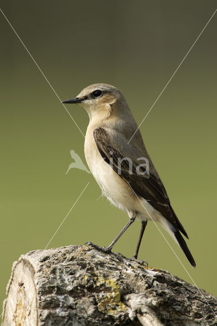 Northern Wheatear (Oenanthe oenanthe)