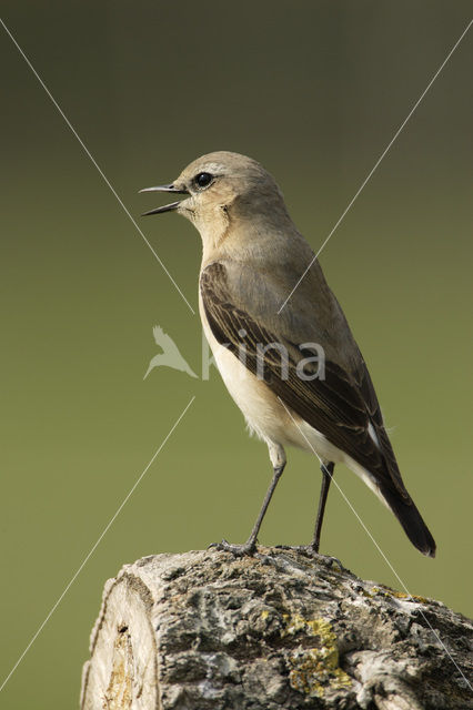 Northern Wheatear (Oenanthe oenanthe)