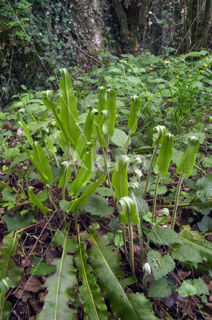 Tongvaren (Asplenium scolopendrium)