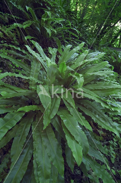 Tongvaren (Asplenium scolopendrium)