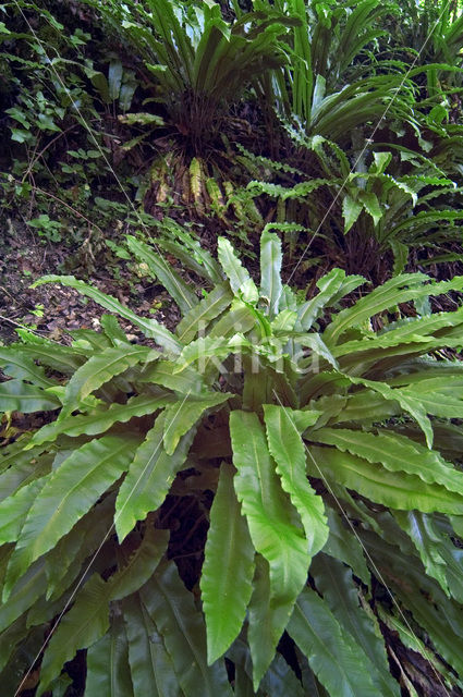 Tongvaren (Asplenium scolopendrium)