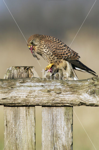 Common Kestrel (Falco tinnunculus)