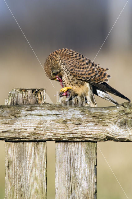 Torenvalk (Falco tinnunculus)