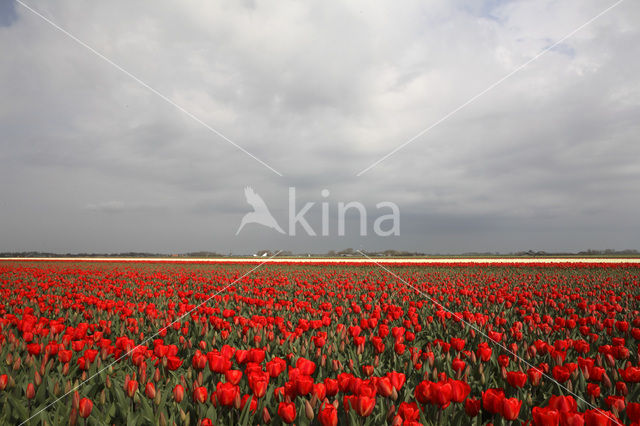 Tulip (Tulipa)