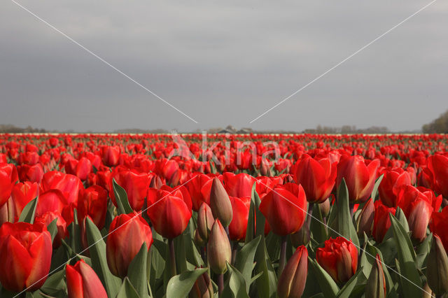 Tulip (Tulipa)