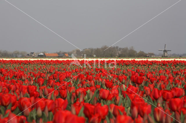 Tulip (Tulipa)