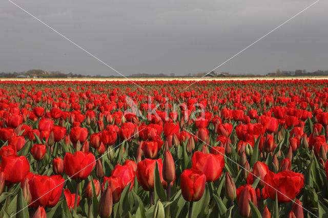 Tulp (Tulipa)