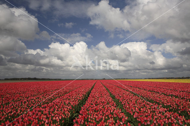 Tulip (Tulipa)