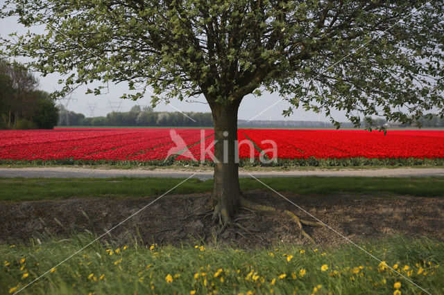 Tulip (Tulipa)