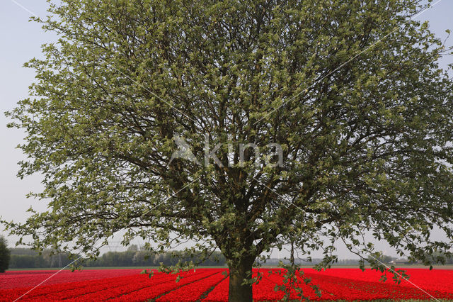 Tulp (Tulipa)