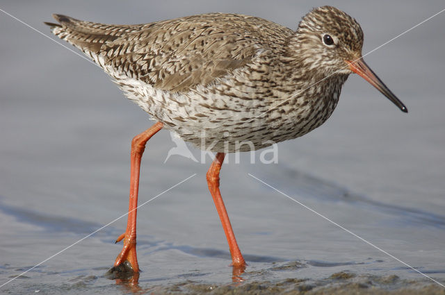Tureluur (Tringa totanus)
