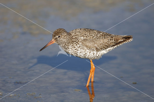 Common Redshank (Tringa totanus)
