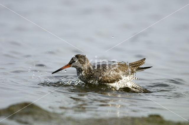 Common Redshank (Tringa totanus)