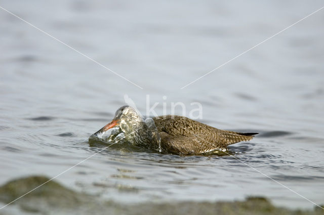 Common Redshank (Tringa totanus)