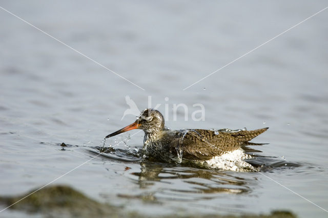 Common Redshank (Tringa totanus)