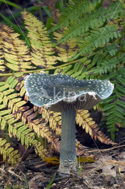 Blue Toadstool (Psilocybe caerulea)