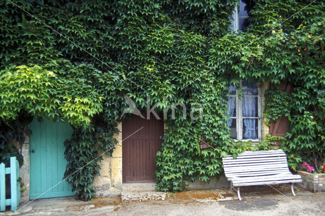 False Virginia Creeper (Parthenocissus inserta)