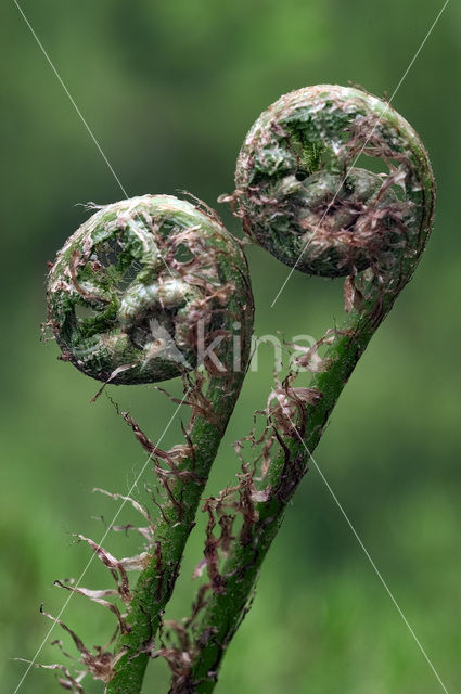 Fern