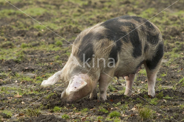 Pig (Sus domesticus)