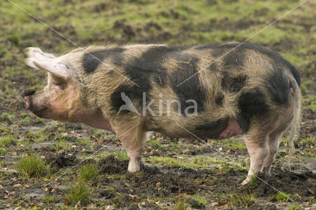 Pig (Sus domesticus)