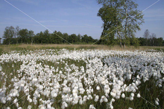 Veenpluis (Eriophorum angustifolium)