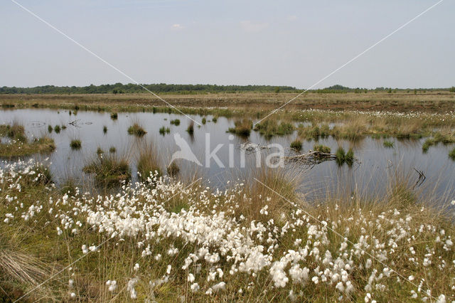 Veenpluis (Eriophorum angustifolium)