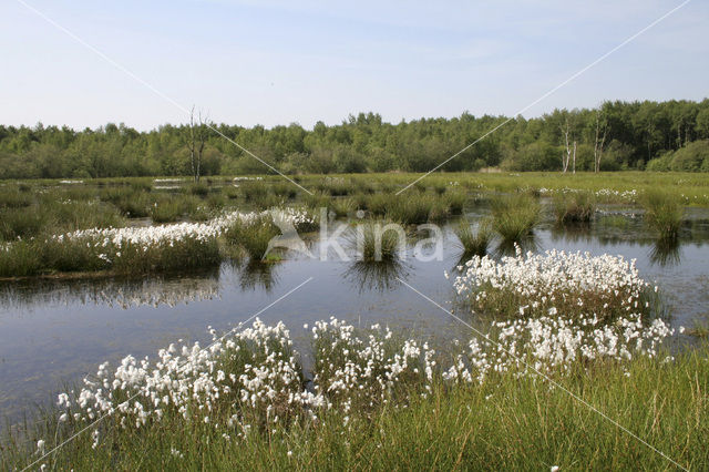 Veenpluis (Eriophorum angustifolium)