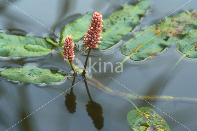 Veenwortel (Persicaria amphibia)