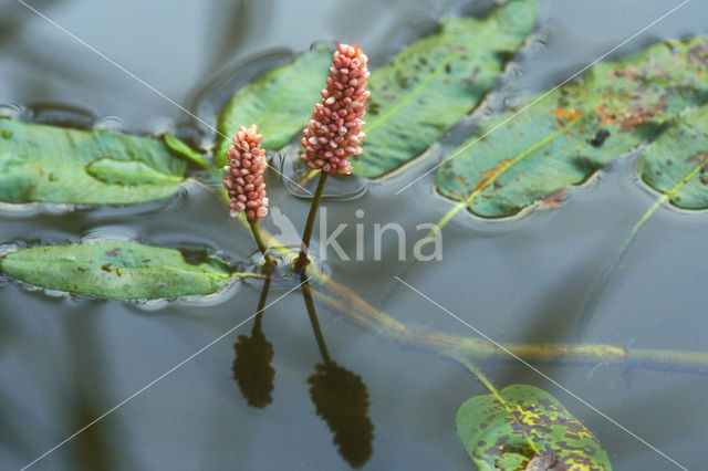 Amphibious Bistort