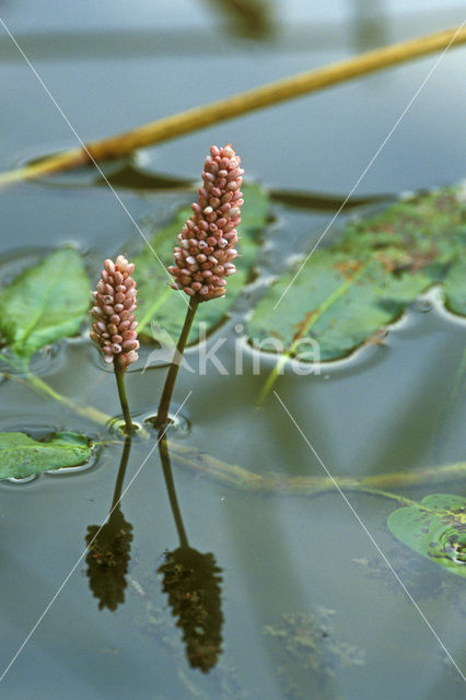 Veenwortel (Persicaria amphibia)