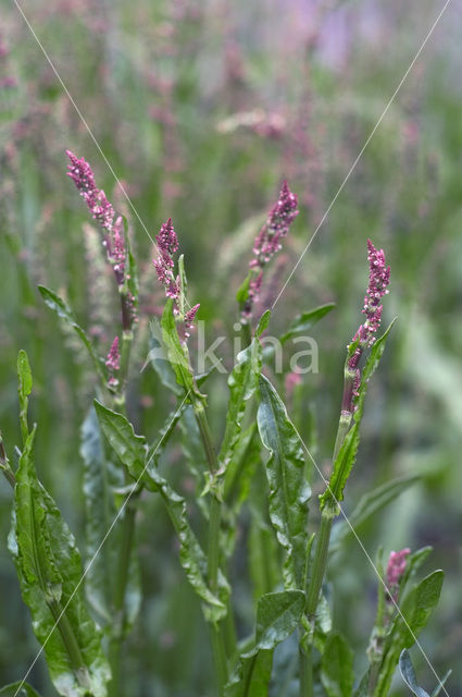 Veldzuring (Rumex acetosa)