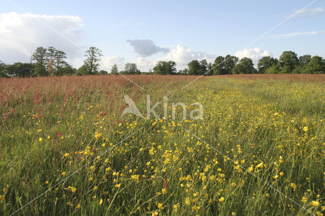 Veldzuring (Rumex acetosa)