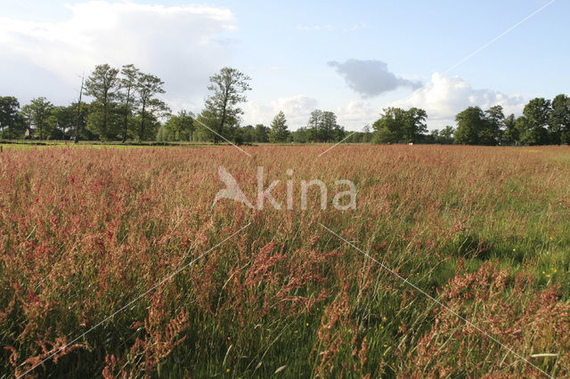 Common Sorrel (Rumex acetosa)
