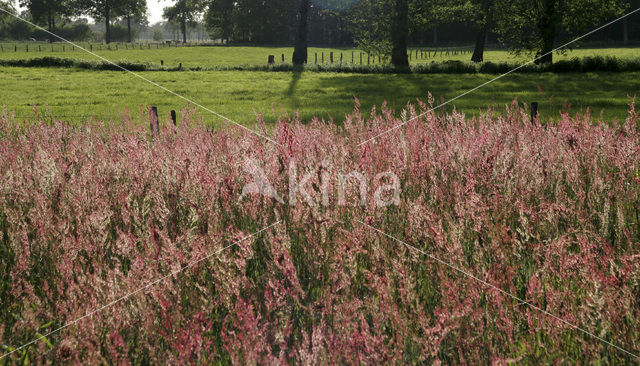 Common Sorrel (Rumex acetosa)