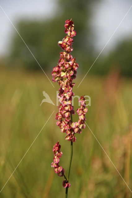 Common Sorrel (Rumex acetosa)
