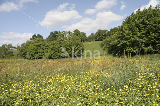 Veldzuring (Rumex acetosa)