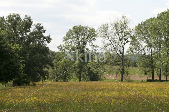 Veldzuring (Rumex acetosa)